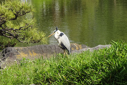 清澄庭園